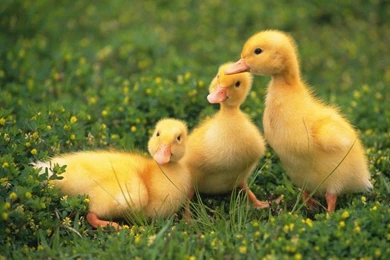 Pets Wallpapers   Baby Chick And Duckling13   Wallcoo.net