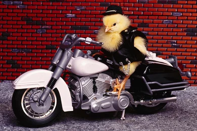 Funny Animal Wallpapers   Page 2   Crazy Frankenstein