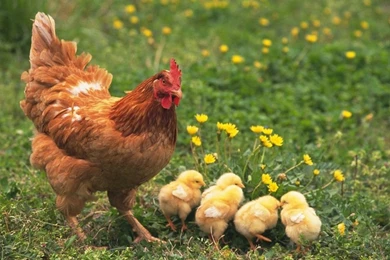 Pets Wallpapers   Baby Chick And Duckling11   Wallcoo.net