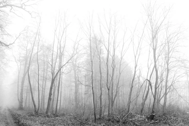 Trees Forests Fog Monochrome Wallpapers