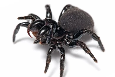 Mouse Spider Insects Hd Wallpapers   (