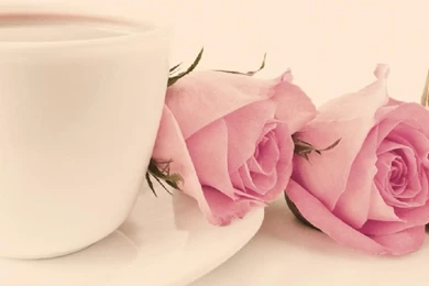 Pink Roses And Teacup   (