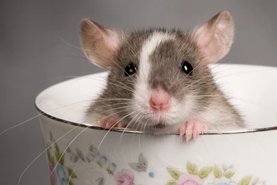 Download Rat Teacup Animal Cute Rodent Wallpapers 1920x1200