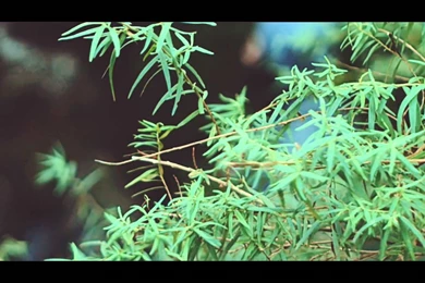 Japanese Wallpapers   Forces Ft. Airling (Official Video)   YouTube