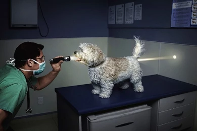 Amazing Funny HQ Wallpapers