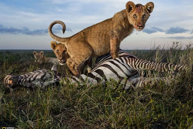 Photography   Desktop Wallpapers   National Geographic Magazine