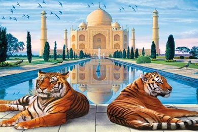 Taj Mahal With Tiger Hd Wallpapers   Wallpaperss HD