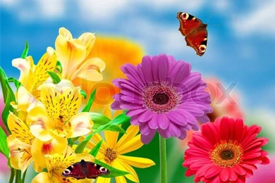 Gerber Flowers On Green Summer Backgrounds