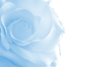 Blue Roses Backgrounds   Imgtagram