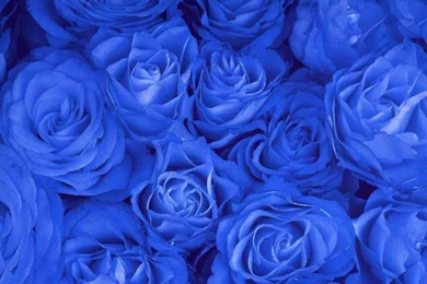 Free Desktop Backgrounds Wallpapers: Only Beautiful Blue Colour ...