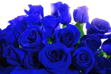 Blue Rose HD Wallpapers, Blue Rose Background, New Wallpapers