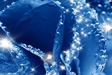 Blue Rose Wallpapers Wallpapers >> Backgrounds With Quality HD