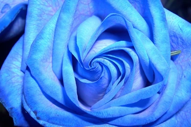 Nature___Flowers_Blue_rose_on_a_dark_background_056173_.jpg