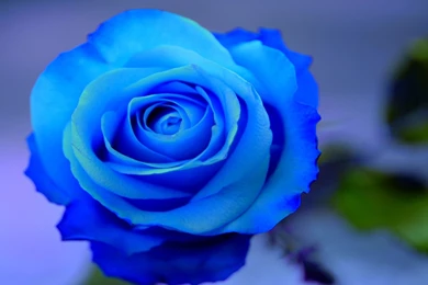 Beautiful Blue Roses On A Blue Backgrounds Wallpapers And Images ...