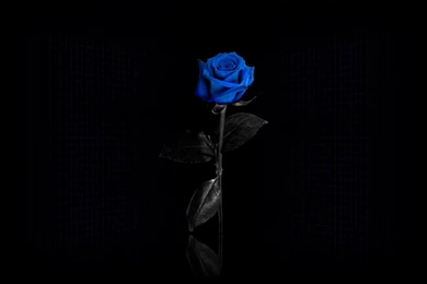 Beautiful Blue Rose On Black Backgrounds Wallpapers And Images ...