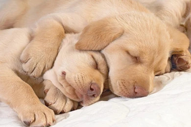 Cute+Puppies+Sleeping.jpg