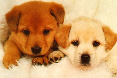 Download Dogs And Puppies Wallpapers High Definition