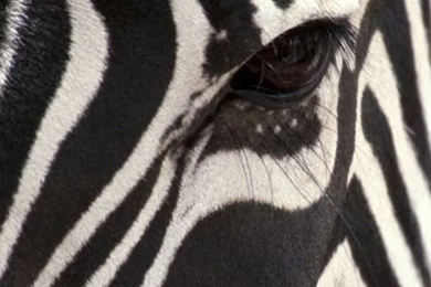 iPhone Wallpapers Pk