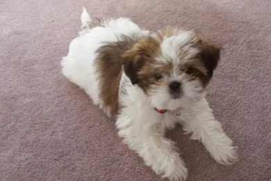 Free Download Cute Shih Tzu Puppies Wallpapers HD