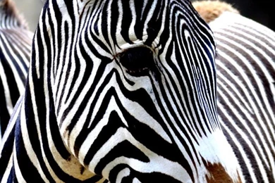 iPhone 4 Wallpaper  Zebra By SofiaERamirez On DeviantArt
