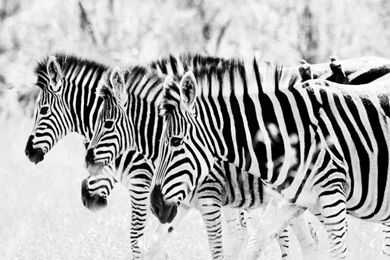 3 Zebra's HD Desktop Wallpapers : High Definition : Mobile