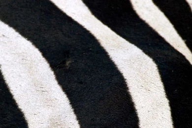 Zebra iPhone Wallpapers HD