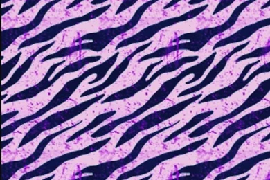Purple Zebra Print Wallpapers iPhone