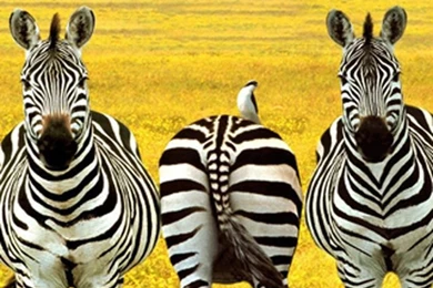 Download Zebra iPhone Wallpapers