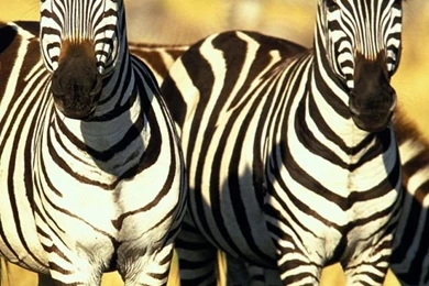 Zebras iPhone 4s Wallpapers Download