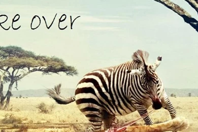 Zebra Eating A Lion iPhone 5 Wallpapers