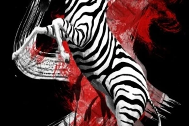 Zebra Creative Designs Wallpapers For iPhone Download Free