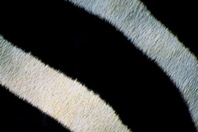 Zebra Stripes iPhone 4 Wallpapers (640x960)