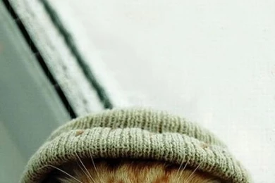 Cute hipster kitty.jpg