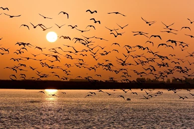 Flying Bird At Sunset HD Wallpapers Wide