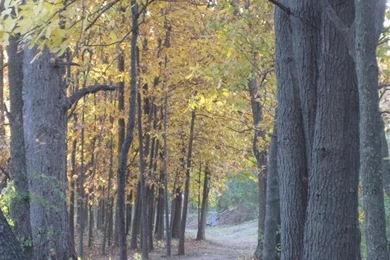 2010 Disc Golf Wallpapers