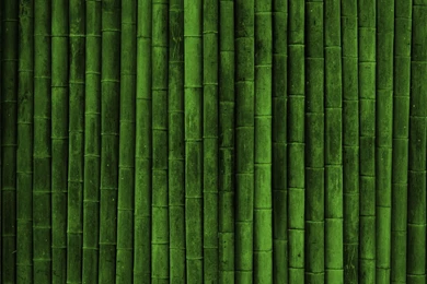 Green Bamboo Backgrounds   1456305