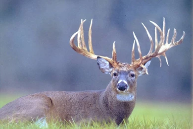 17082) Realtree Camo Widescreen Backgrounds Wallpapers   WalOps.com