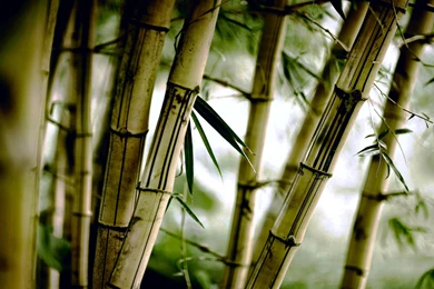 81 Bamboo HD Wallpapers