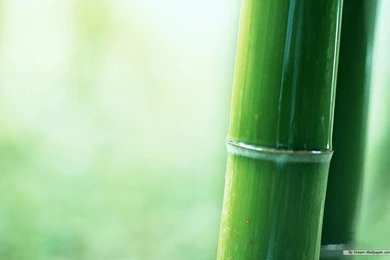 Free Wallpapers   Free Nature Wallpapers   Bamboo Forest Wallpapers ...