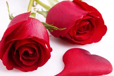 Red Rose HD Wallpapers, 2016,   Geo Khabar