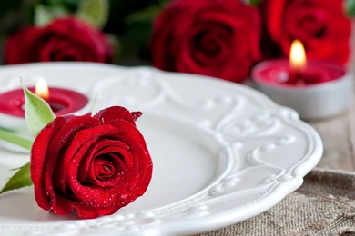 Red Roses HD Wallpapers Free Download