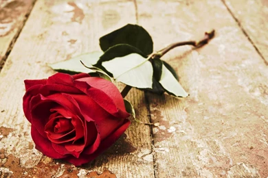 Red Rose Hd Wallpapers 117715