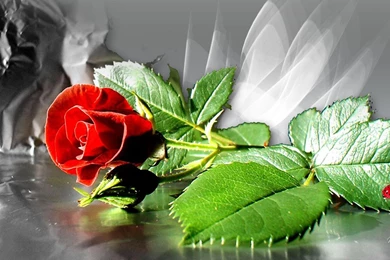 Single Red Rose Wallpapers   All Wallpapers New