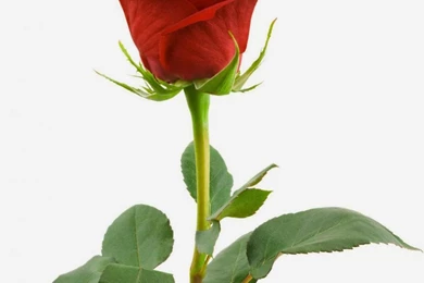 Single Red Rose Hd Wallpapers   SUPERHDFX
