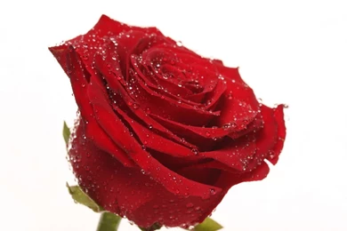 Red Rose 2016 HD Wallpapers On Rose Day