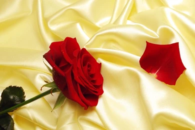 HD Wallpapers 1080p Red Rose