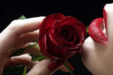 Red Roses Beautiful HD Free Wallpapers For Desktop