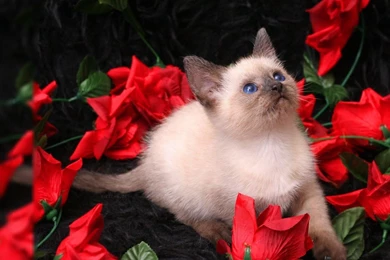 Red Rose 2016 HD Wallpapers On Rose Day