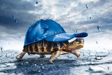 Hd Wallpapers Rain Turtle   Backgrounds Wallpapers For Your Desktop ...