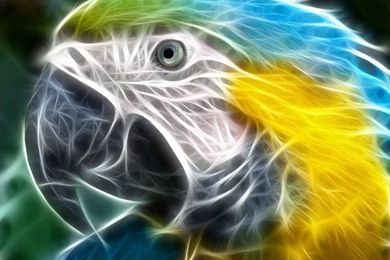 3D Abstract Macow Parrot Bird Animals Wallpapers.jpg